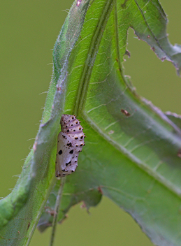 Silvery Checkerspot chrysalis